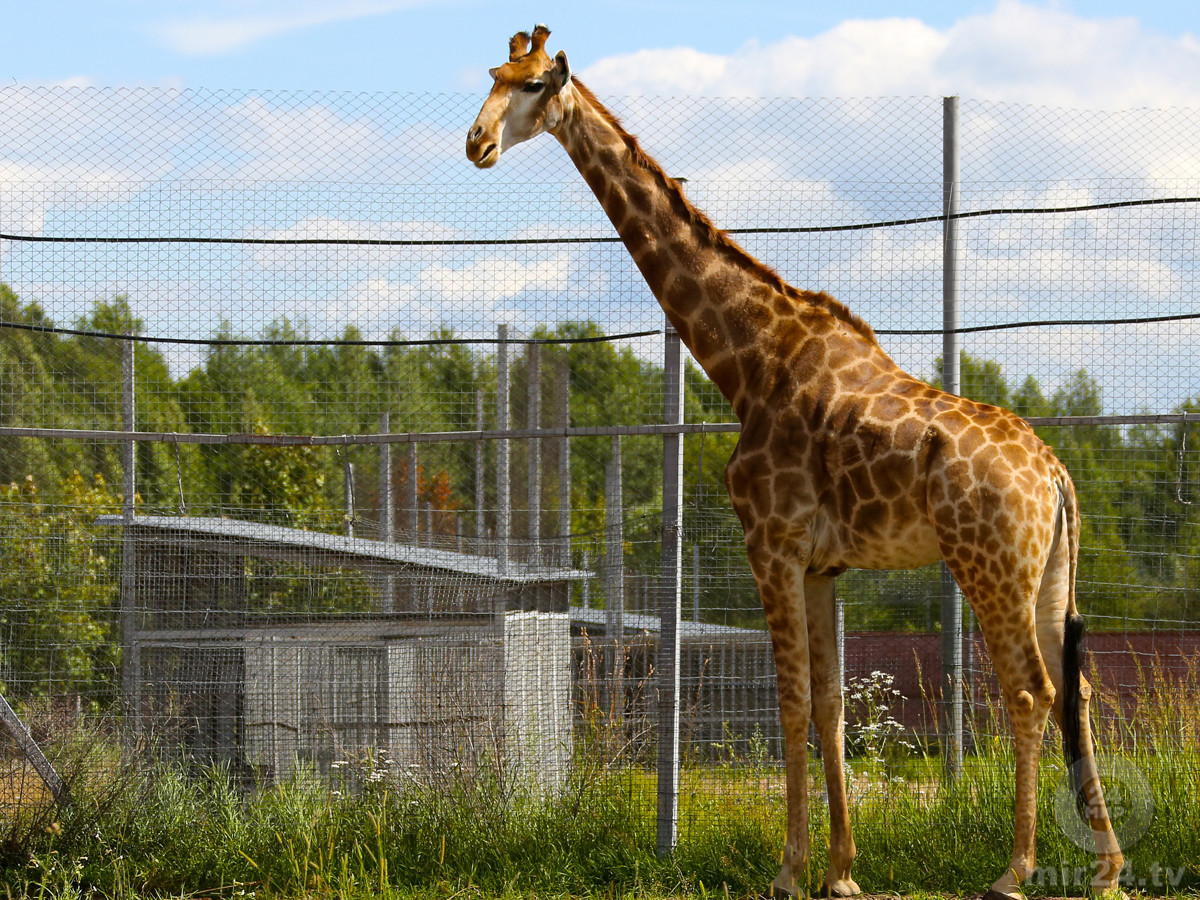 Забавные и редкие: кто обитает в закрытом питомнике Московского зоопарка