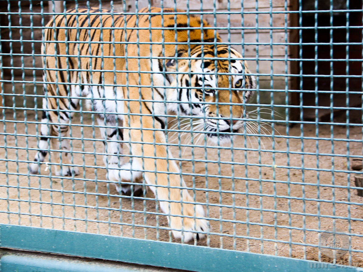 Забавные и редкие: кто обитает в закрытом питомнике Московского зоопарка