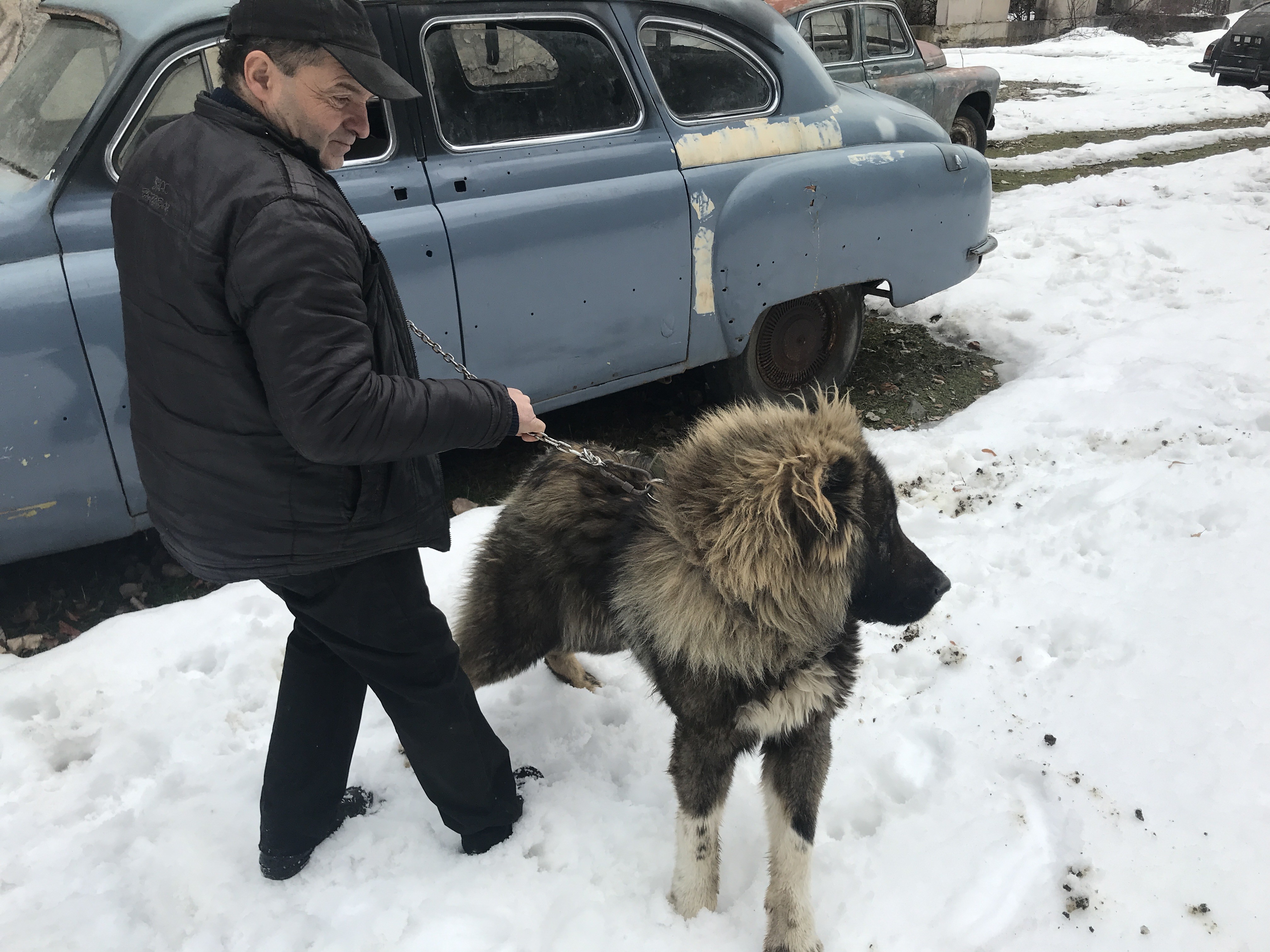 Охранник и верный друг: как в Грузии разводят кавказских овчарок