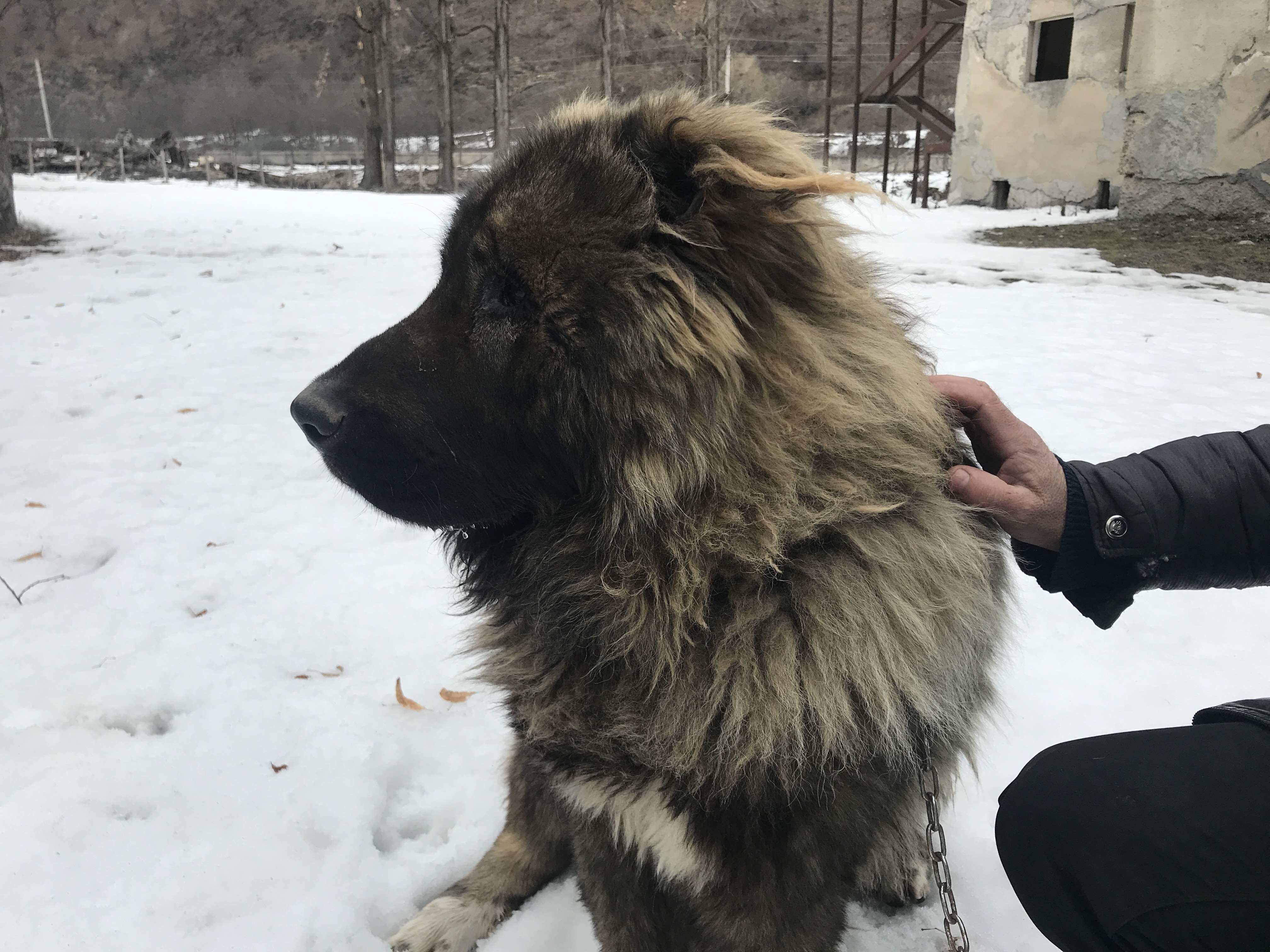 Охранник и верный друг: как в Грузии разводят кавказских овчарок